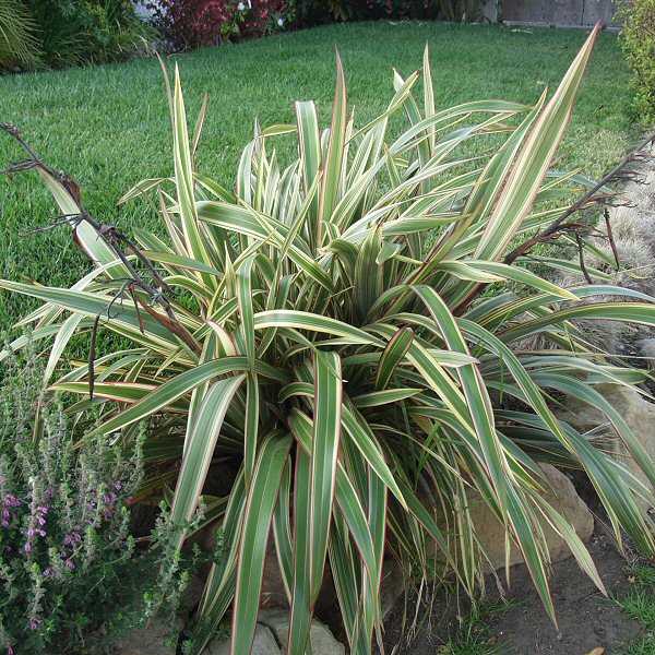 Image of Phormium cookianum 'Tricolor'