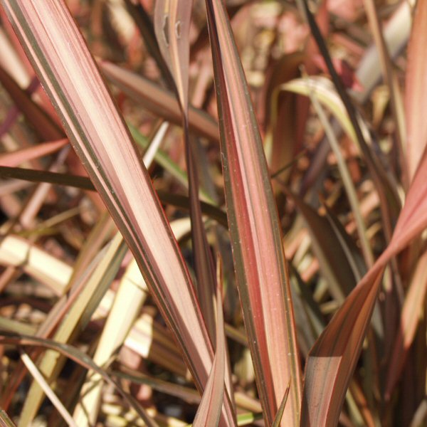 Image of Phormium 'Terracotta'