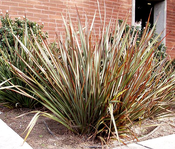 Image of Phormium 'Surfer'