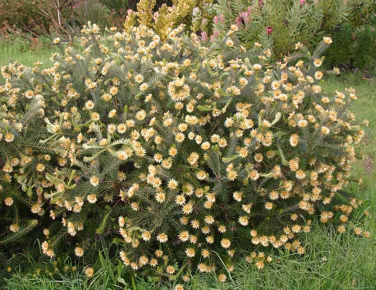 Image of Phylica pubescens