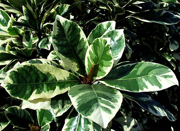 Image of Pisonia umbellifera 'Variegata'