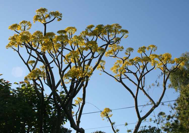 Image of Senecio praecox