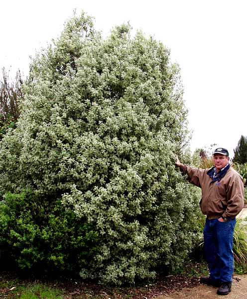 Image of Pittosporum tenuifolium 'Marjorie Channon'