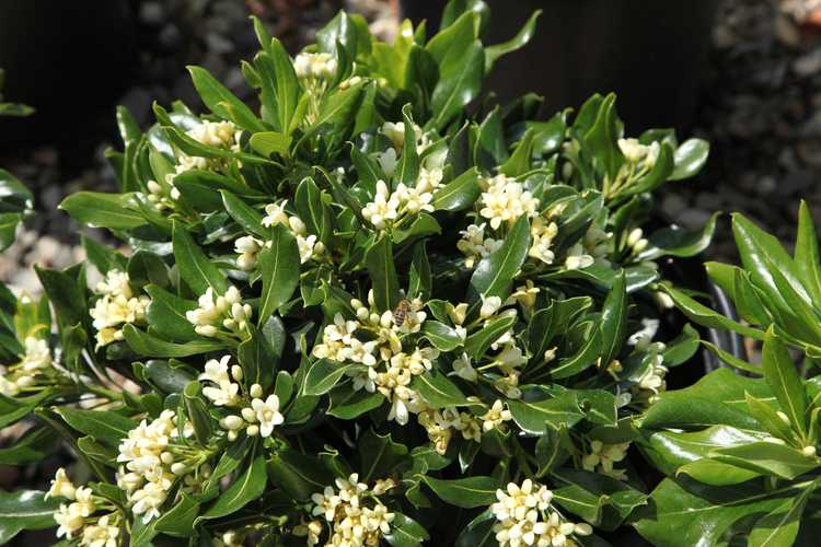 Image of Pittosporum 'Oakleaf'