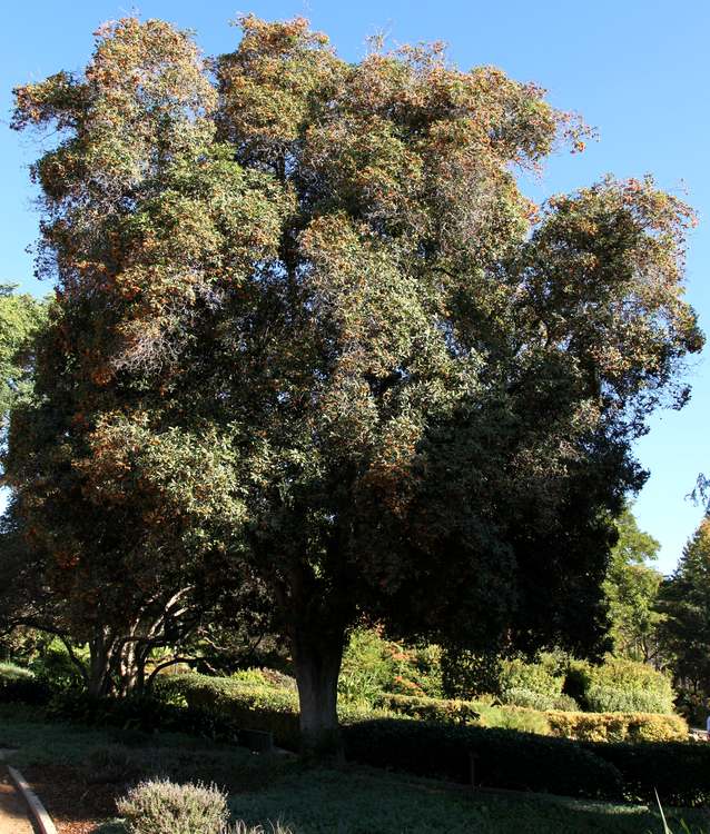 Image of Auranticarpa rhombifolia