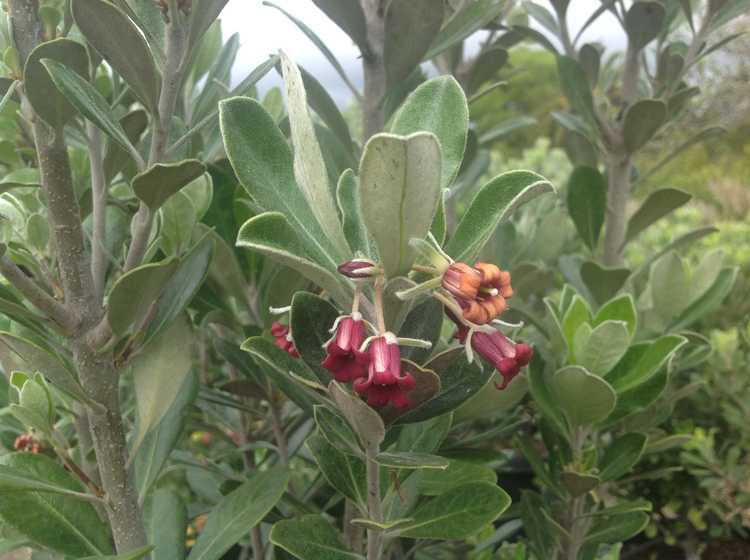 Image of Pittosporum crassifolium