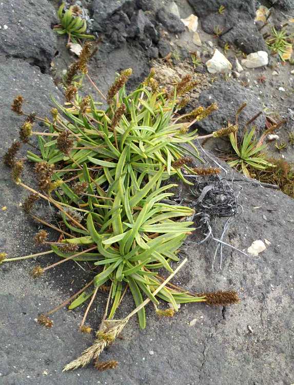 Image of Plantago maritima