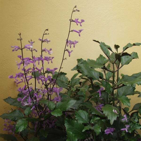 Image of Plectranthus Mona Lavender ['Plepalila']