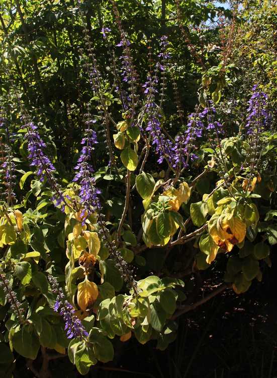 Image of Plectranthus barbatus