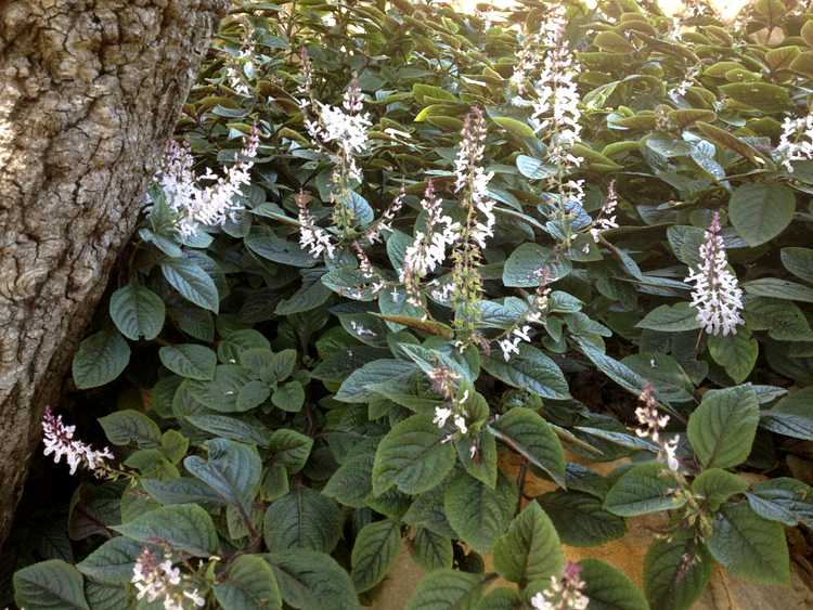 Image of Plectranthus ciliatus 'Drege'