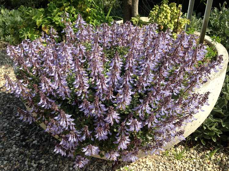 Image of Plectranthus argentifolius