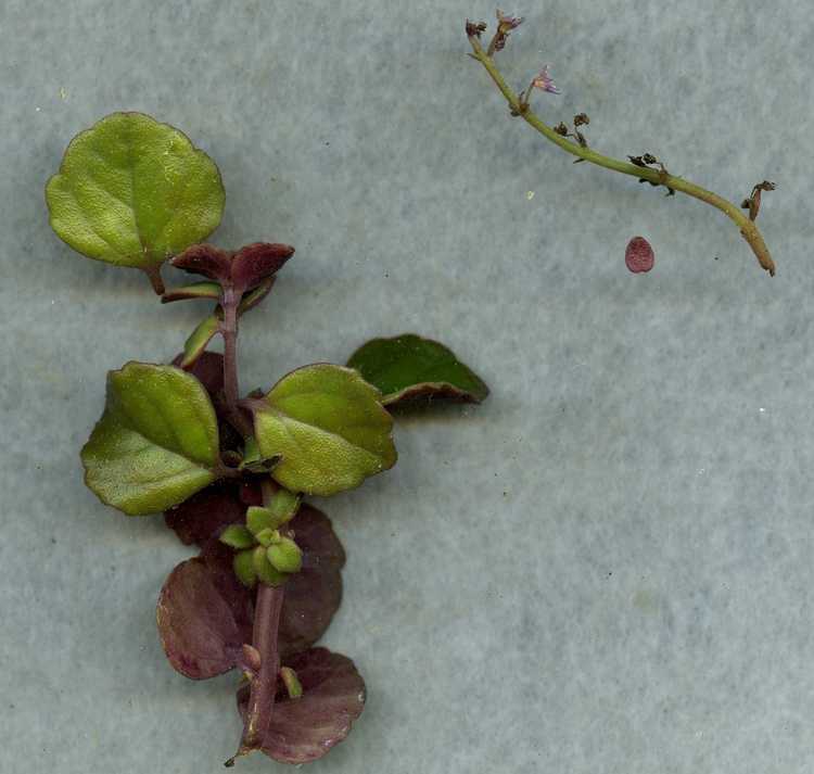 Image of Plectranthus strigosus