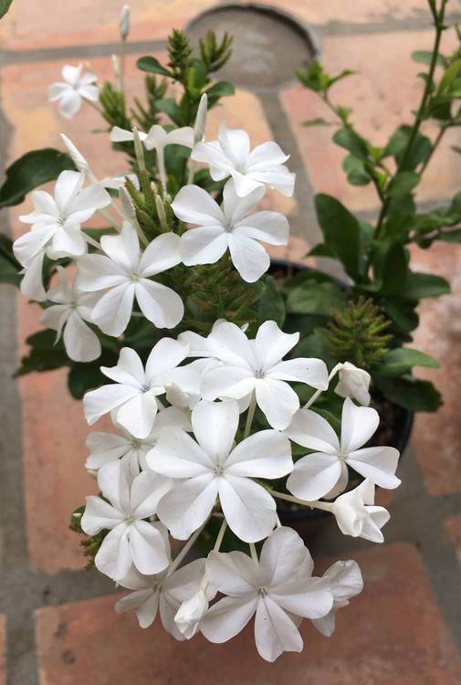 Image of Plumbago auriculata 'Alba'