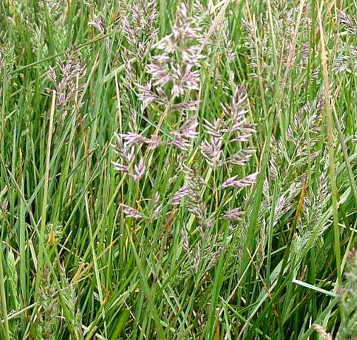 Image of Poa arachnifera