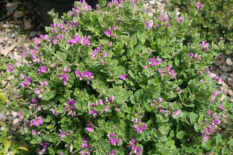 Image of Polygala 'Alta Mariposa'