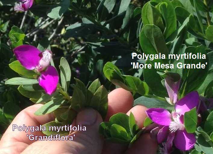 Image of Polygala myrtifolia 'More Mesa Grande'