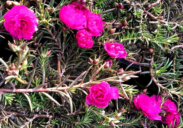 Image of Portulaca grandiflora 'Double Cerise'