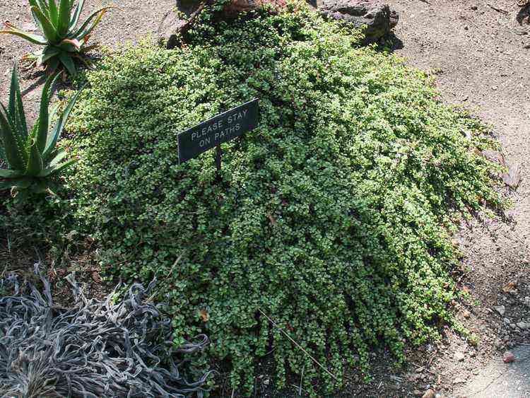 Image of Portulacaria afra 'Prostrate Form'