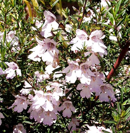 Image of Prostanthera 'Poorinda Bride'