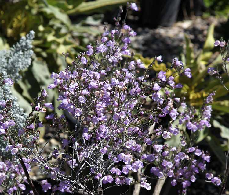 Image of Prostanthera baxteri 'Lavender Moon'