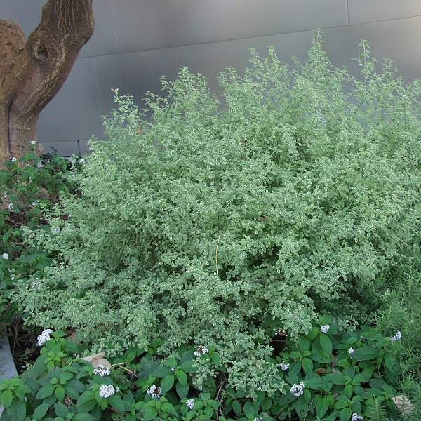 Image of Prostanthera ovalifolia 'Variegata'