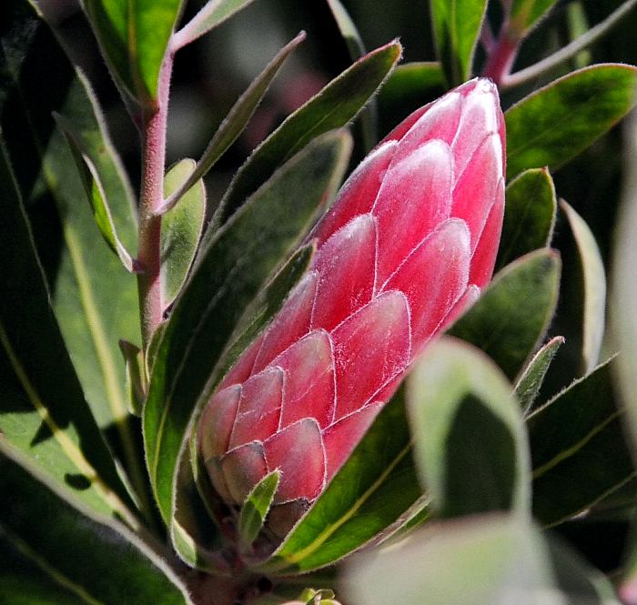 Image of Protea 'Pink Ice'