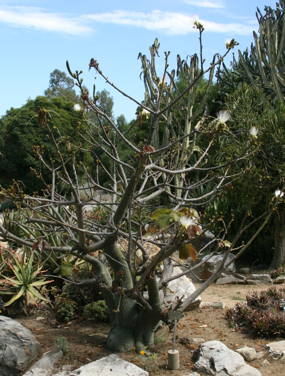 Image of Pseudobombax ellipticum