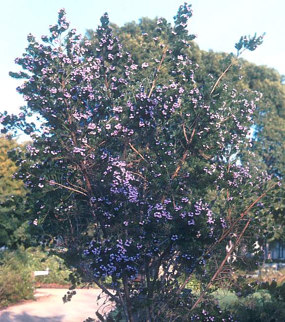 Image of Psoralea pinnata