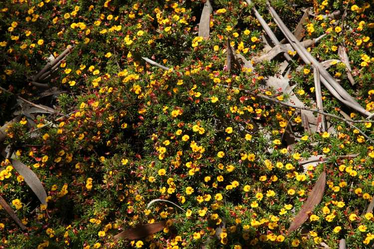 Image of Pultenea pedunculata 'Grampians Gold'