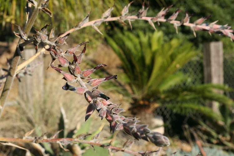 Image of Puya 'Ed Hummell'