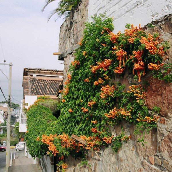 Image of Pyrostegia venusta