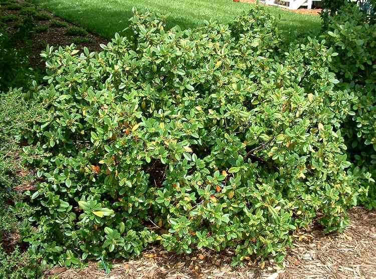 Image of Rhamnus californica 'Eve Case'