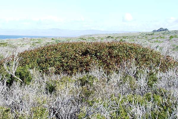 Image of Rhamnus californica