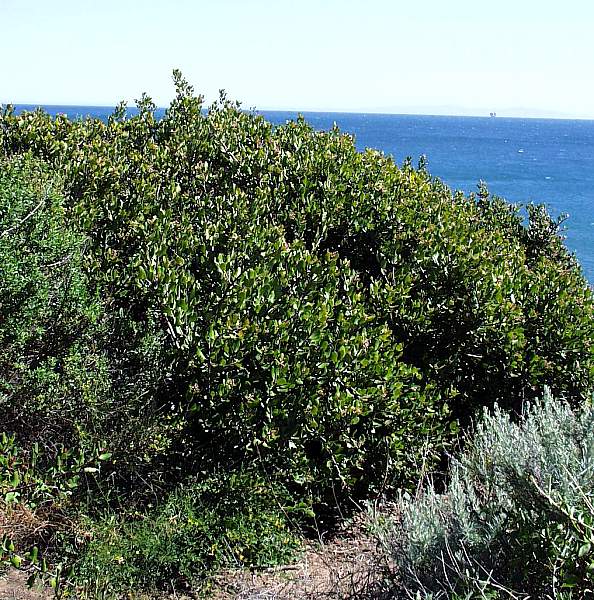 Image of Rhus integrifolia