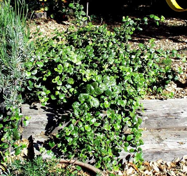 Image of Ribes viburnifolium 'Spooner's Mesa'