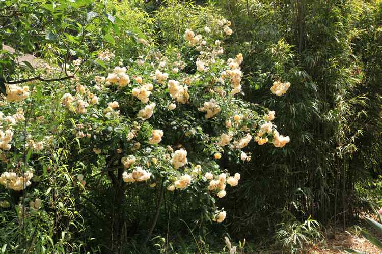 Image of Rosa 'Buff Beauty'