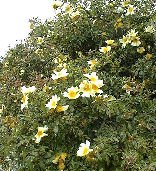 Image of Rosa 'Mermaid'