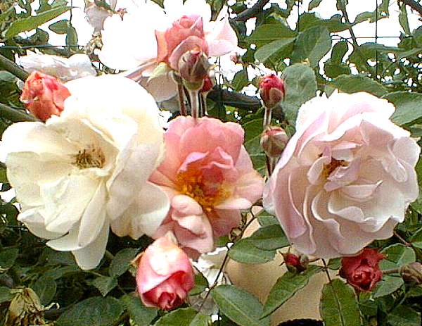 Image of Rosa 'New Dawn'