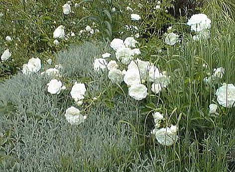 Image of Rosa 'Sea Foam'