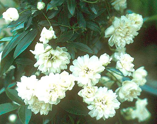 Image of Rosa banksiae var. banksiae