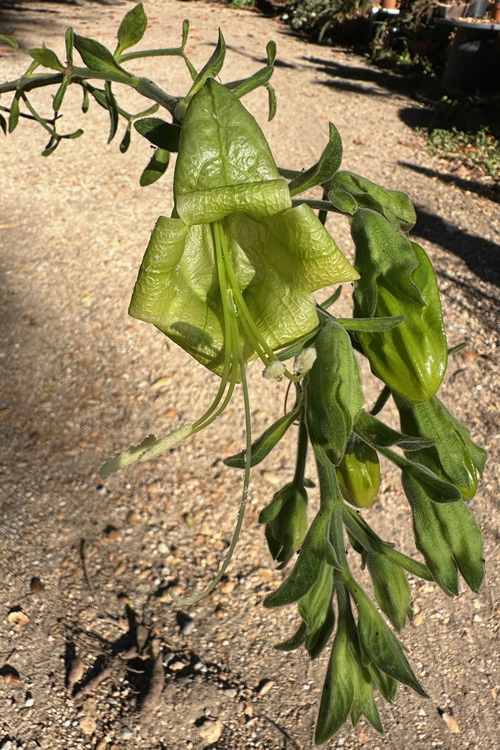 Image of Ruellia bourgaei