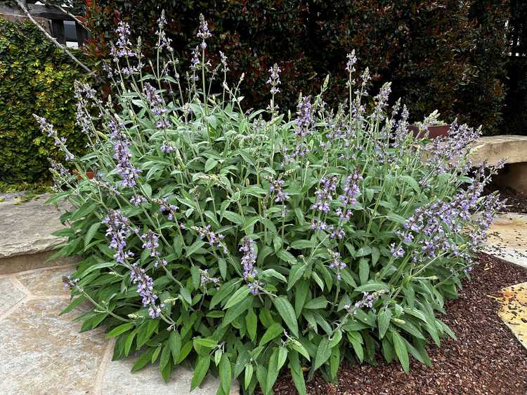 Image of Salvia officinalis 'Superb'