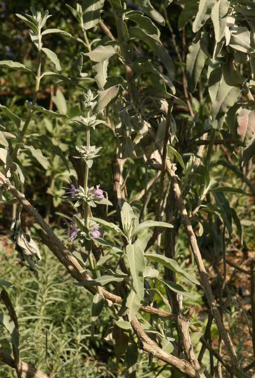 Image of Salvia 'Desperado'