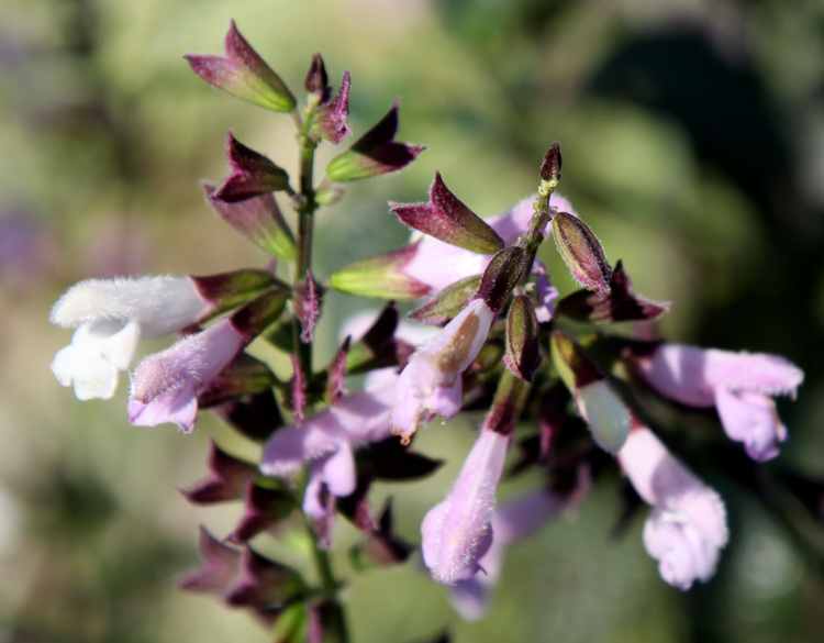 Image of Salvia 'Karla'