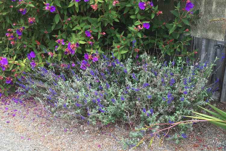 Image of Salvia 'Marine Blue'