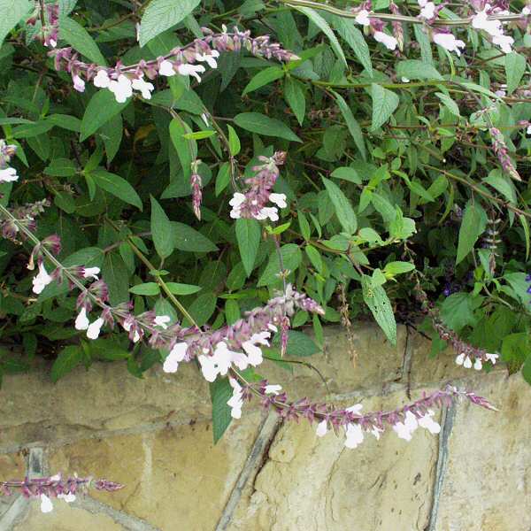 Image of Salvia 'Waverly'