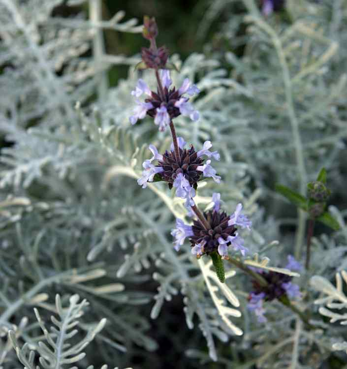 Image of Salvia brandegeei 'Pacific Blue'