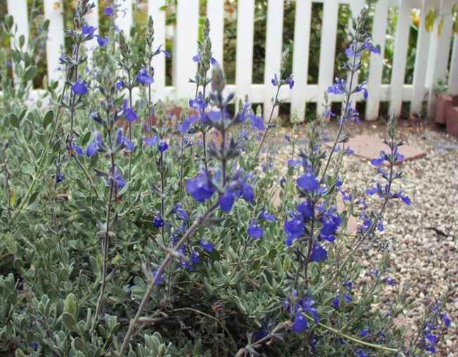 Image of Salvia chamaedryoides