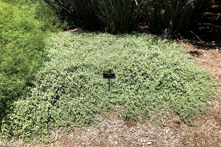 Image of Salvia chionophylla