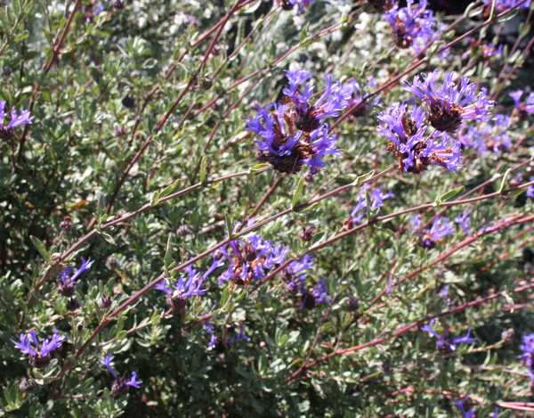 Image of Salvia clevelandii 'Winnifred Gilman'